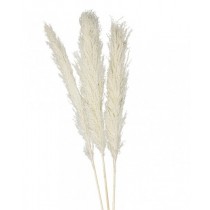 Pampasgras Strauss 6 Stk. natürlich, 65-75 cm